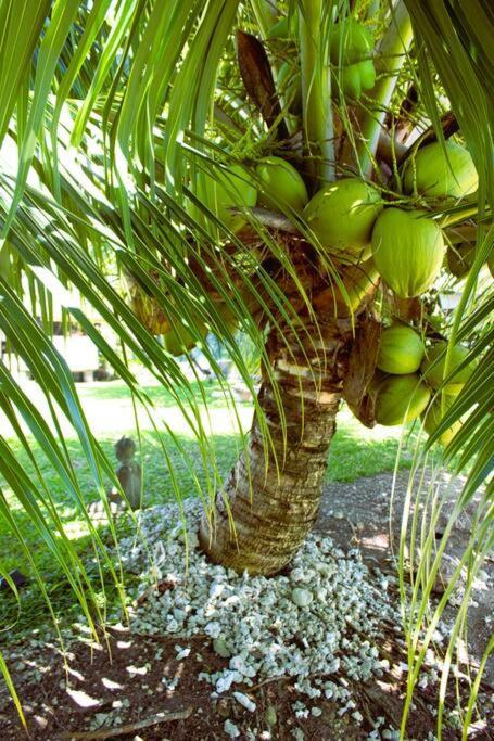 Bungalow Tiarii, Avec Acces Direct A Une Plage Privee Tevaitoa エクステリア 写真